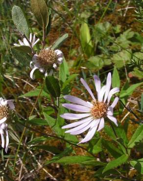 Fotografia 7 da espécie Aster lanceolatus no Jardim Botânico UTAD