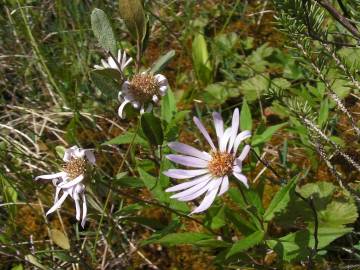 Fotografia da espécie Aster lanceolatus