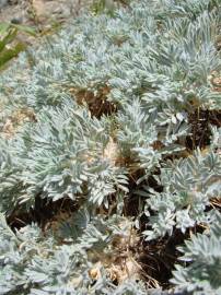 Fotografia da espécie Astragalus tragacantha