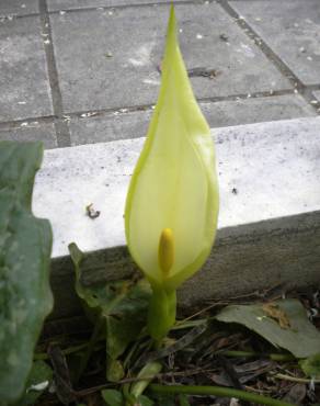 Fotografia 3 da espécie Arum italicum no Jardim Botânico UTAD