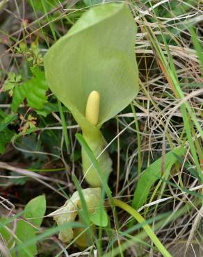 Fotografia 5 da espécie Arum italicum no Jardim Botânico UTAD