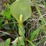Fotografia 5 da espécie Arum italicum do Jardim Botânico UTAD