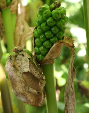 Fotografia 6 da espécie Arum italicum no Jardim Botânico UTAD