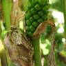 Fotografia 6 da espécie Arum italicum do Jardim Botânico UTAD