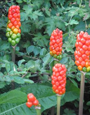 Fotografia 1 da espécie Arum italicum no Jardim Botânico UTAD