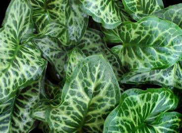 Fotografia da espécie Arum italicum