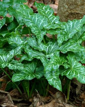 Fotografia 8 da espécie Arum italicum no Jardim Botânico UTAD