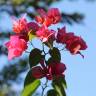 Fotografia 3 da espécie Bougainvillea glabra do Jardim Botânico UTAD