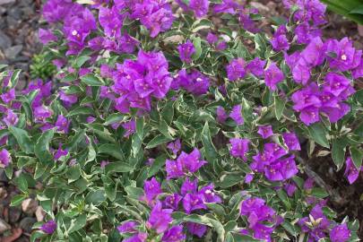 Fotografia da espécie Bougainvillea glabra