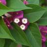 Fotografia 5 da espécie Bougainvillea glabra do Jardim Botânico UTAD