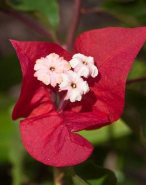 Fotografia 6 da espécie Bougainvillea glabra no Jardim Botânico UTAD