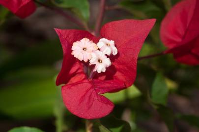 Fotografia da espécie Bougainvillea glabra