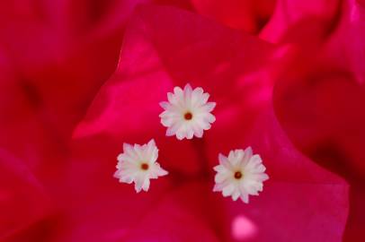 Fotografia da espécie Bougainvillea glabra