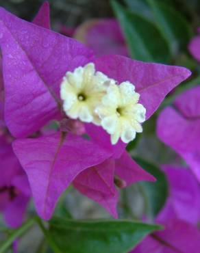 Fotografia 9 da espécie Bougainvillea glabra no Jardim Botânico UTAD