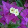 Fotografia 9 da espécie Bougainvillea glabra do Jardim Botânico UTAD