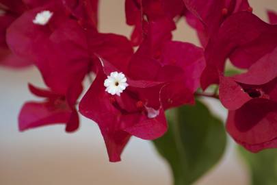 Fotografia da espécie Bougainvillea glabra