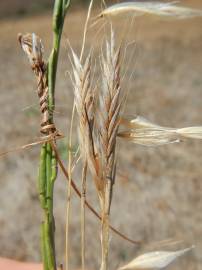 Fotografia da espécie Brachypodium distachyon