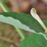 Fotografia 6 da espécie Aristolochia paucinervis do Jardim Botânico UTAD
