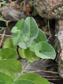 Fotografia da espécie Aristolochia paucinervis