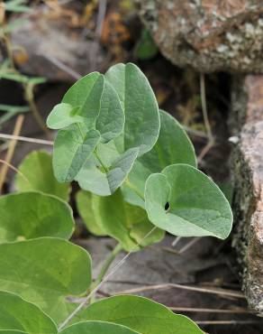 Fotografia 7 da espécie Aristolochia paucinervis no Jardim Botânico UTAD