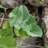 Fotografia 7 da espécie Aristolochia paucinervis do Jardim Botânico UTAD