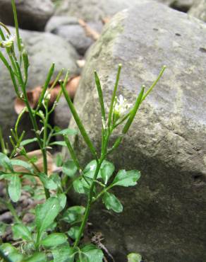 Fotografia 3 da espécie Cardamine flexuosa no Jardim Botânico UTAD