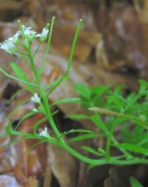 Fotografia 4 da espécie Cardamine flexuosa no Jardim Botânico UTAD