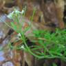 Fotografia 4 da espécie Cardamine flexuosa do Jardim Botânico UTAD