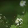 Fotografia 6 da espécie Cardamine flexuosa do Jardim Botânico UTAD