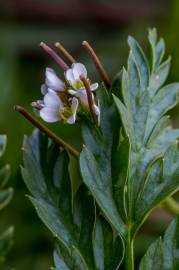 Fotografia da espécie Cardamine flexuosa