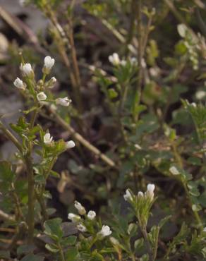 Fotografia 8 da espécie Cardamine flexuosa no Jardim Botânico UTAD