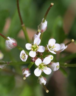 Fotografia 9 da espécie Cardamine flexuosa no Jardim Botânico UTAD