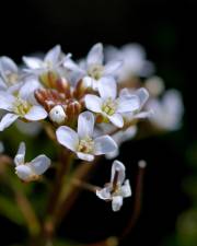 Fotografia da espécie Cardamine flexuosa