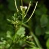 Fotografia 10 da espécie Cardamine flexuosa do Jardim Botânico UTAD