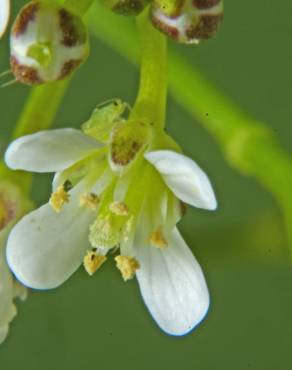 Fotografia 11 da espécie Cardamine flexuosa no Jardim Botânico UTAD