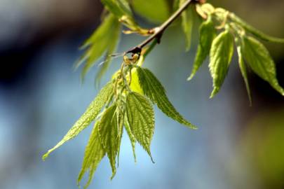 Fotografia da espécie Celtis australis