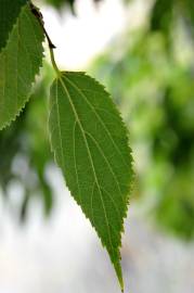 Fotografia da espécie Celtis australis