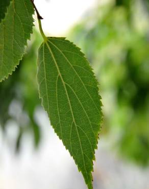 Fotografia 5 da espécie Celtis australis no Jardim Botânico UTAD