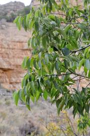 Fotografia da espécie Celtis australis