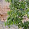 Fotografia 6 da espécie Celtis australis do Jardim Botânico UTAD