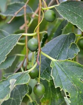 Fotografia 7 da espécie Celtis australis no Jardim Botânico UTAD