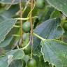 Fotografia 7 da espécie Celtis australis do Jardim Botânico UTAD