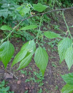 Fotografia 8 da espécie Celtis australis no Jardim Botânico UTAD