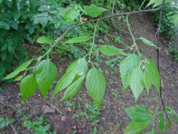 Fotografia da espécie Celtis australis