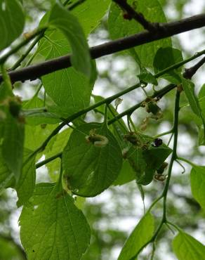 Fotografia 9 da espécie Celtis australis no Jardim Botânico UTAD