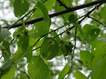 Fotografia da espécie Celtis australis