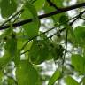 Fotografia 9 da espécie Celtis australis do Jardim Botânico UTAD