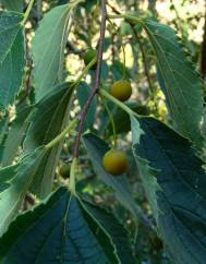 Celtis australis