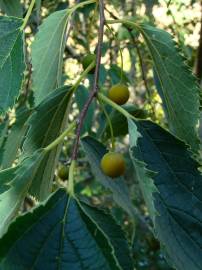 Fotografia da espécie Celtis australis