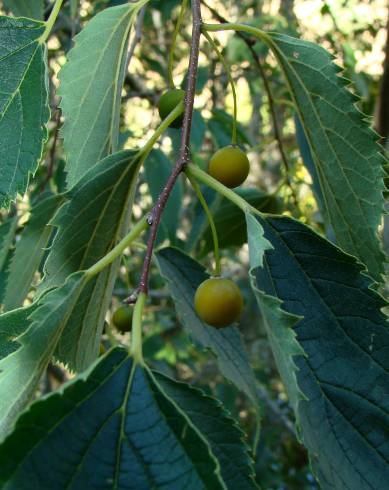 Fotografia de capa Celtis australis - do Jardim Botânico